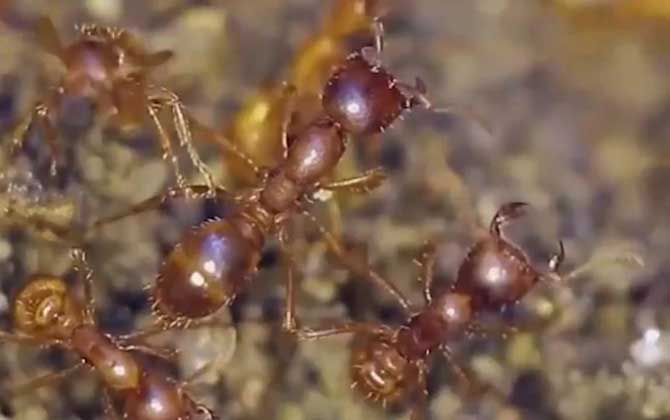 红火蚁是什么动物？