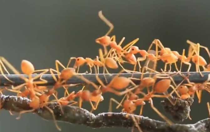 黄蚂蚁是什么动物？