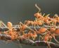 黄蚂蚁是什么动物？