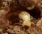 水蚁是什么动物？