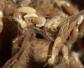 白蚁的危害有哪些？