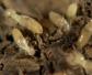 散白蚁是什么动物？