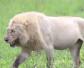 非洲白狮是怎么来的？