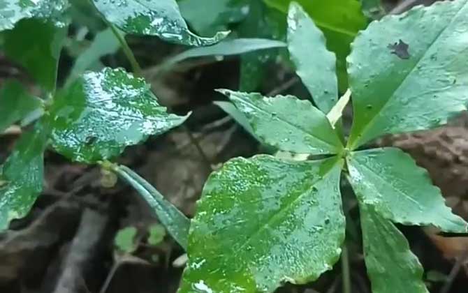 太子参种植技术及病害防治