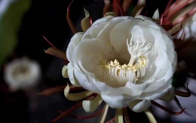 昙花