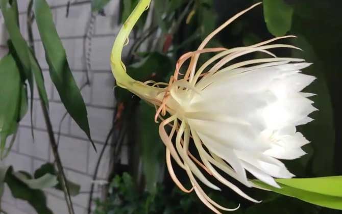 昙花