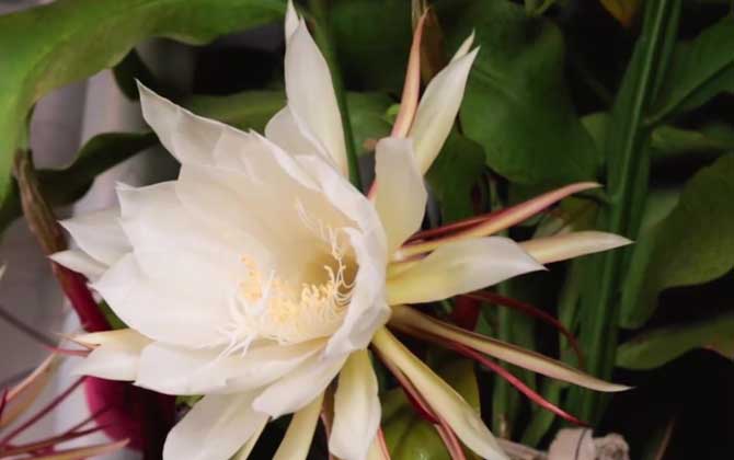 昙花