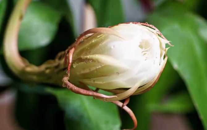 昙花