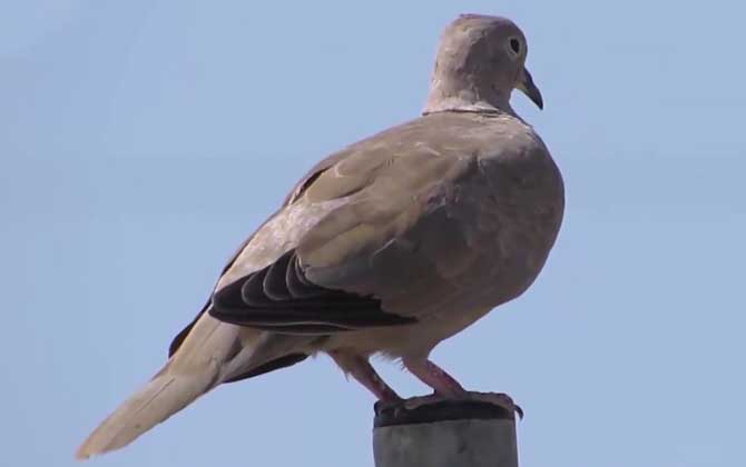 斑鸠
