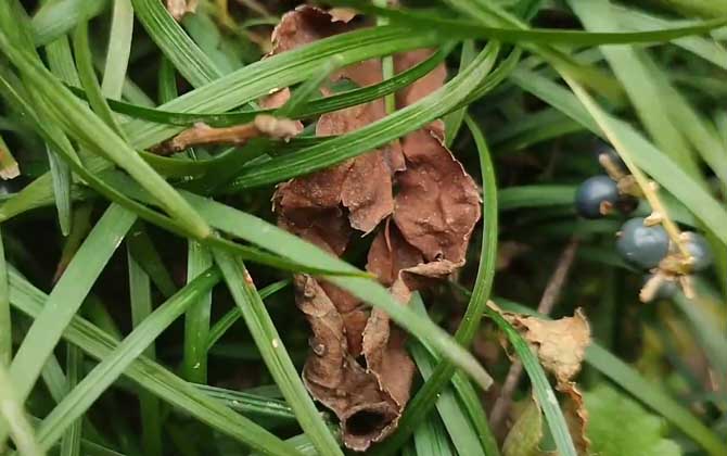 麦冬种植技术及病害防治