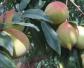 鹰嘴桃是什么植物？