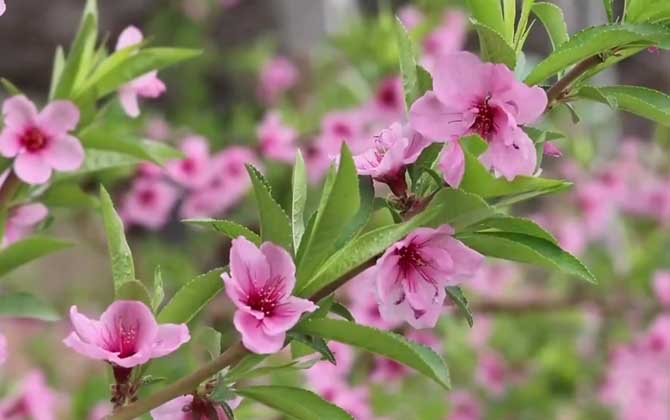 桃花