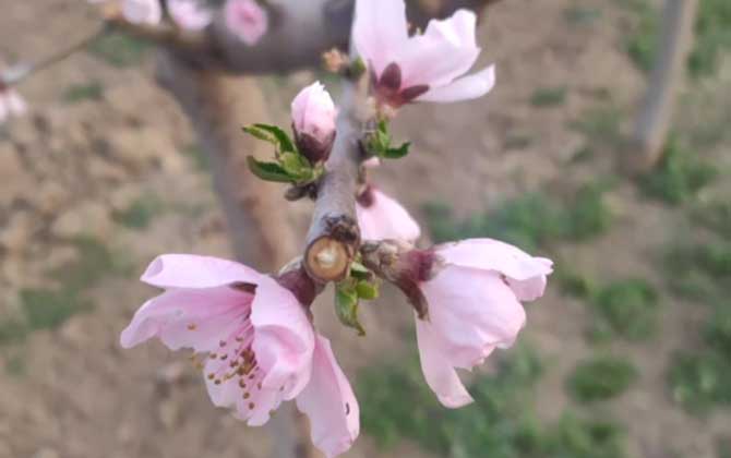 桃花