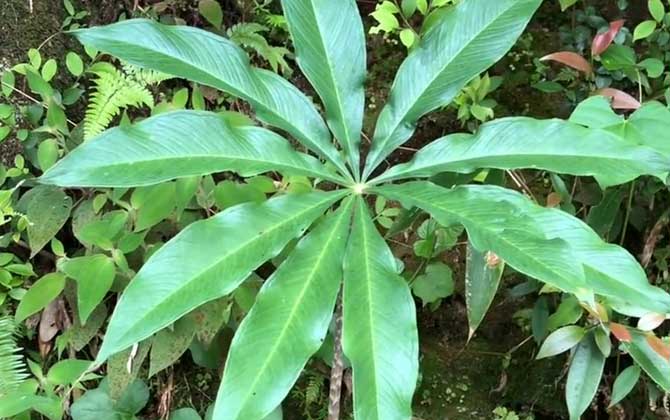 一把伞天南星是什么植物？