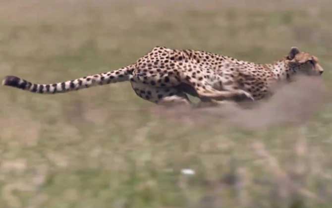 猎豹