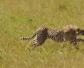 猎豹的速度每小时多少千米？