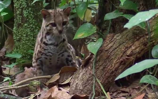 豹猫(狸猫、铜钱猫)