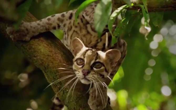 豹猫