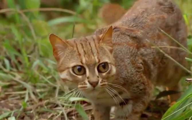 豹猫是几级保护动物？