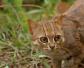 豹猫是几级保护动物？