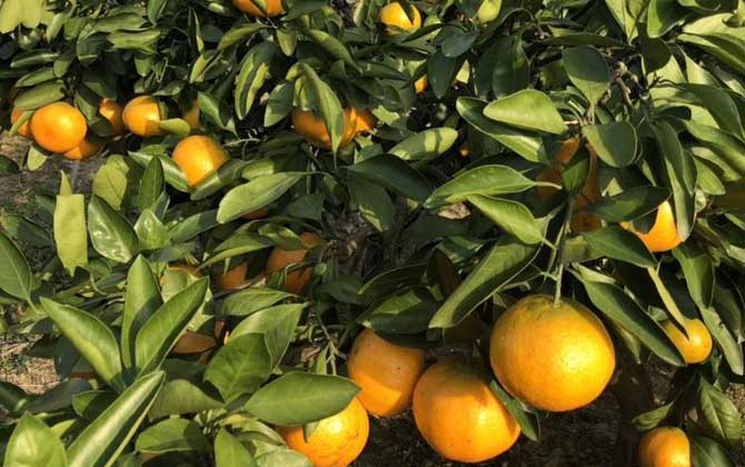 柑橘是什么植物？