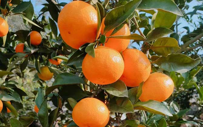 柑橘价格多少钱一斤？