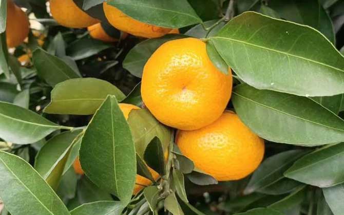 柑橘类水果名称及图片大全