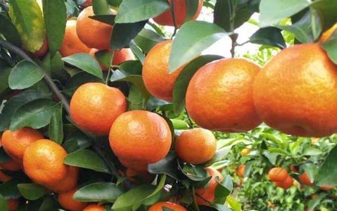 橘子是什么植物？
