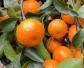 柑橘图片及生长习性