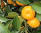 柑橘类水果名称及图片大全