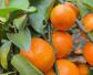 柑橘种植技术及病害防治