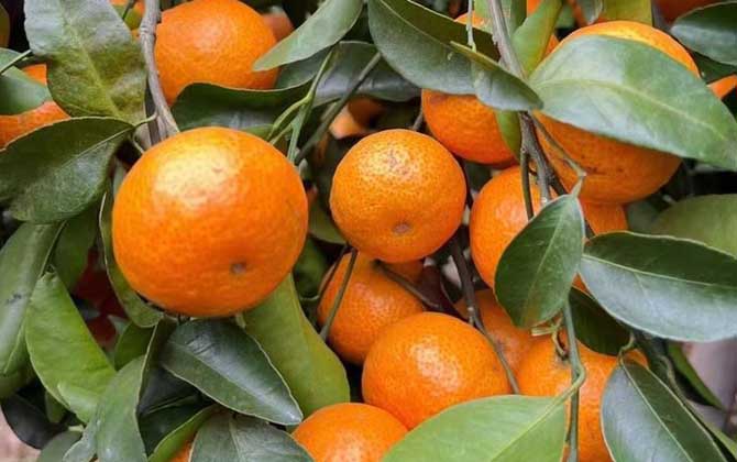 橘子含有维生素C吗？