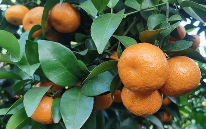 橘子皮的功效与作用及禁忌