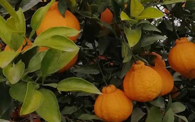 丑橘是什么植物？