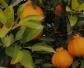 丑橘是什么植物？