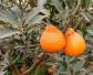丑橘和粑粑柑有什么区别？