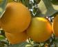 橙子图片及生长习性
