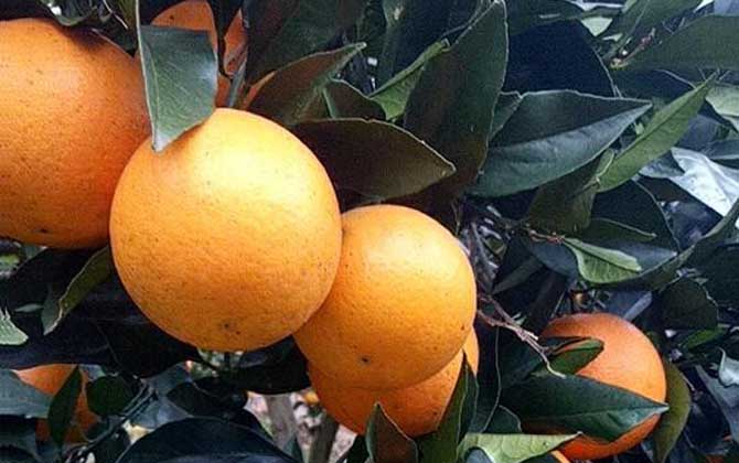 冰糖橙是什么植物？