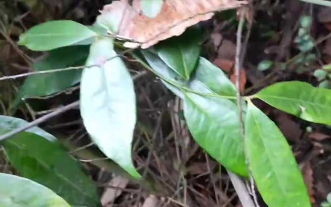 山橙