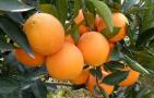 脐橙是什么植物？