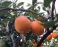 赣南脐橙是什么品种？