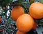 奉节脐橙是什么品种？