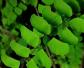 铁线蕨是什么植物？