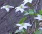 槭叶铁线莲是什么植物？