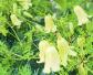 芹叶铁线莲是什么植物？