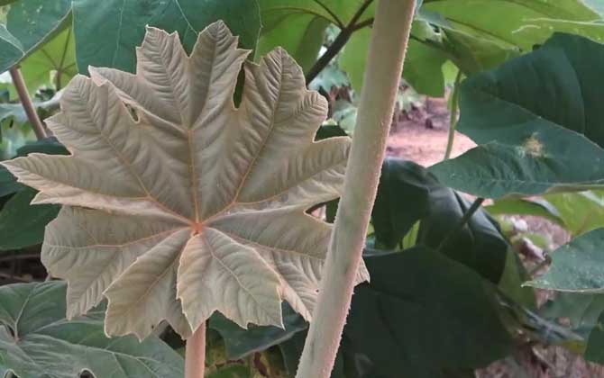 通草图片及药用价值