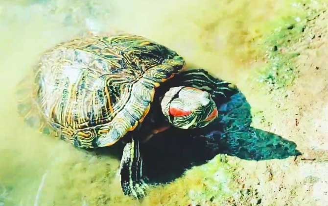 红耳彩龟(巴西龟、巴西红耳龟)