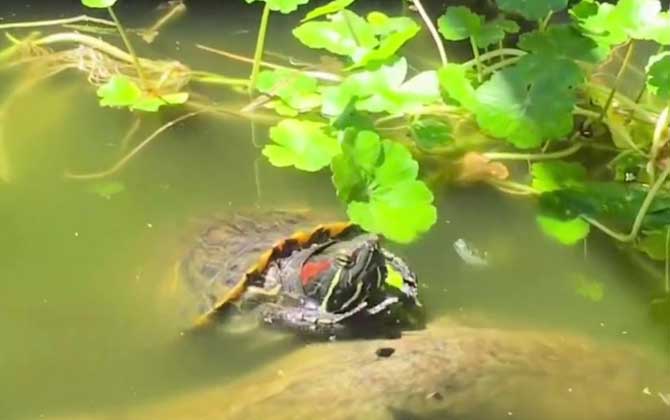 巴西红耳龟是什么动物？