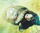 红耳彩龟(巴西龟、巴西红耳龟)