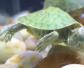 巴西龟会冬眠吗？